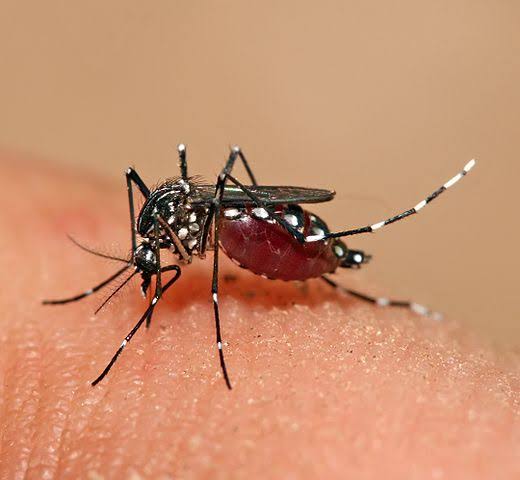 dengue main.jpg