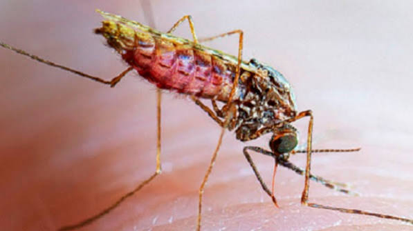 Nigeria Introduces New Malaria Prevention Program for Infants Nationwide